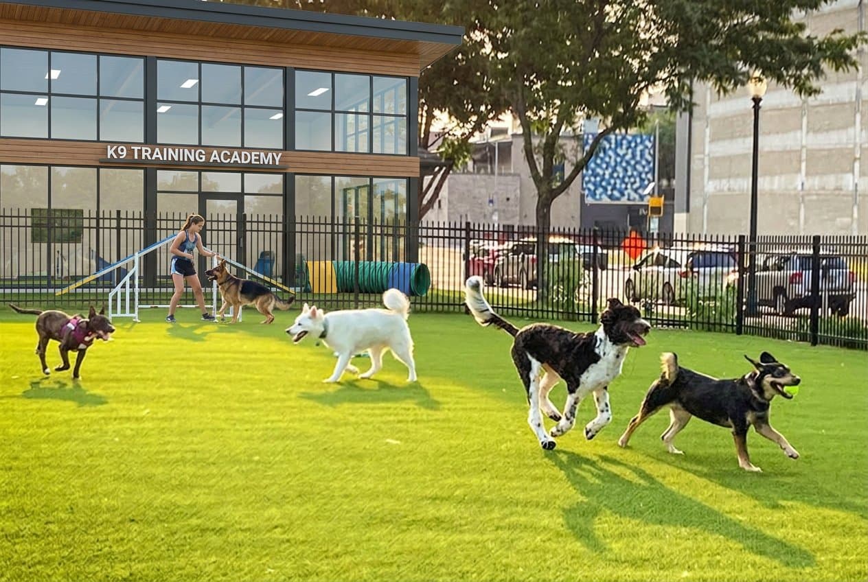 Dogs playing on the lawn outside a training academy while an instructor runs agility drills